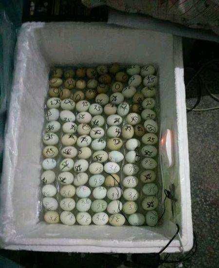 鵪鶉蛋孵化教程(適用于各個(gè)品種的鵪鶉)
