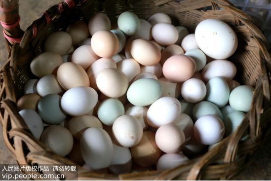 水煮蛋蛋黃外發(fā)綠屬正常，煮雞蛋有“黃金8分鐘”
