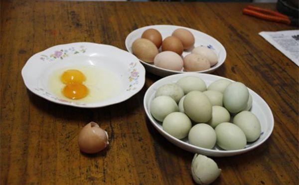 綠色的雞蛋可以吃嗎？綠皮雞蛋的營養(yǎng)價值有哪些？(1)