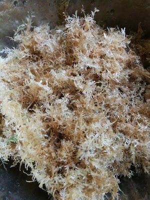 闽南人的最爱夏日清凉甜品海石花冻四果汤必备的做法步骤 第3步
