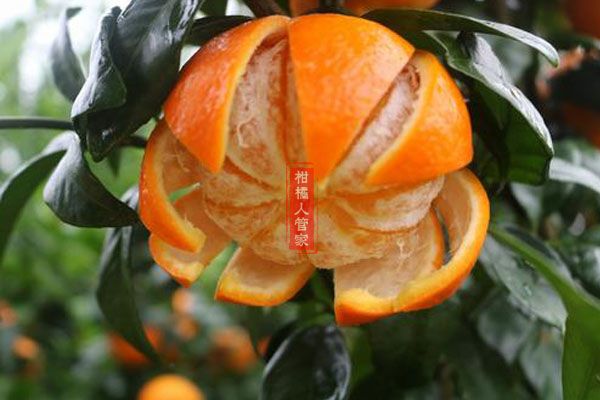 沃柑的功效與作用禁忌