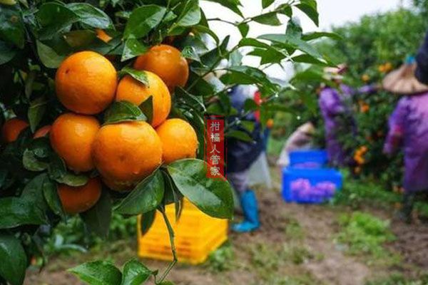 沃柑上火嗎