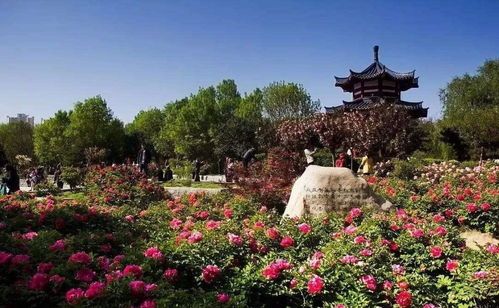 河南洛陽牡丹廣場發(fā)生血案？假