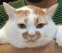 timgU66VSMQJ.gif
