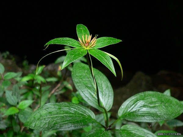 看故事學(xué)中藥--解表藥之清熱解毒藥7 - xinglinzhige - xinglinzhige的博客