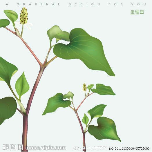 看故事學(xué)中藥--解表藥之清熱解毒藥7 - xinglinzhige - xinglinzhige的博客