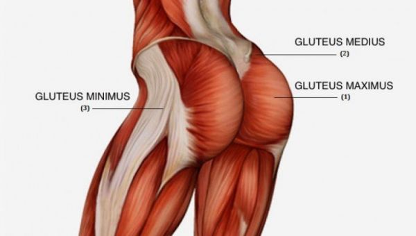 Resultado de imagen de gluteo medio