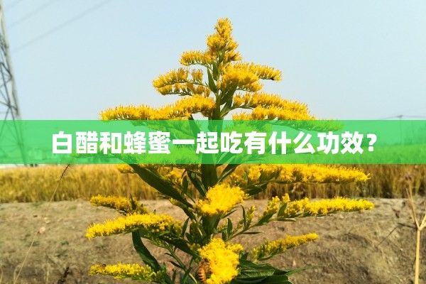 白醋和蜂蜜一起吃有什么功效？