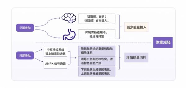 仁會生物原研全人源GLP-1受體激動劑貝那魯肽，因何能減重？