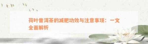 荷葉普洱茶的減肥功效與注意事項(xiàng)：一文全面解析