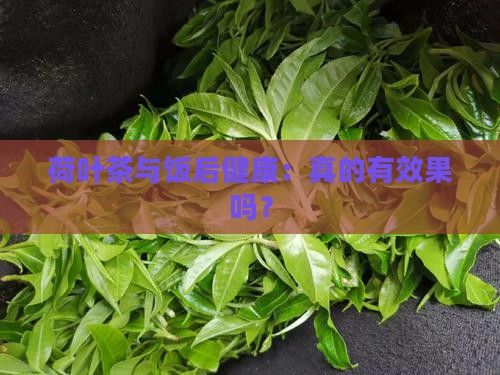 荷葉茶與飯后健康：真的有效果嗎？