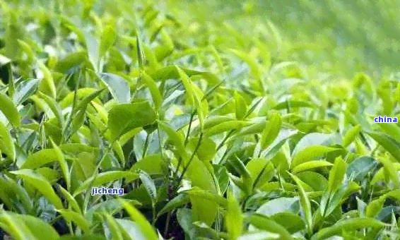 茶树品种详解：从绿茶到红茶，品味茶叶的多样性与功效