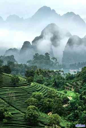 茶叶种类与功效全面解析：如何选择适合你的茶，了解各种茶叶的功效与作用