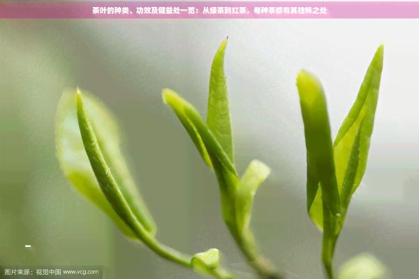 茶葉的種類(lèi)、功效及健益處一覽：從綠茶到紅茶，每種茶都有其獨(dú)特之處