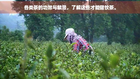 各類(lèi)茶的功效與禁忌，了解這些才能健飲茶。