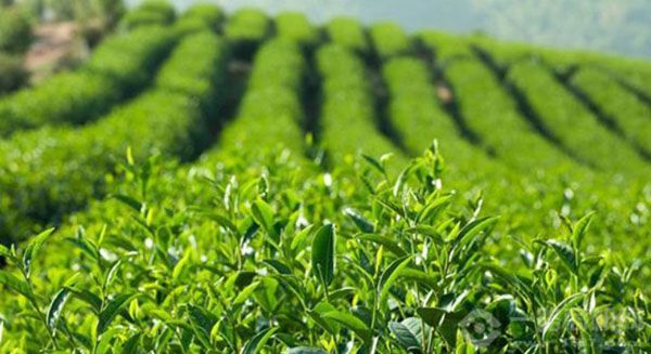 貢茶奶茶加盟
