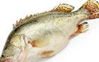 “賣不動”的鱖魚，為何大家都不愛吃了？答案來了！