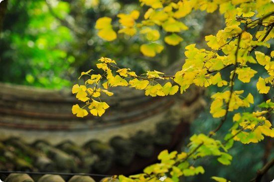 无饥饿减肥法健康瘦身很轻松