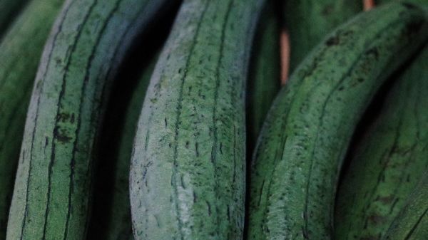 絲瓜是腎病“加速器”？醫(yī)生：不想腎臟“罷工”，這5物最好忌口