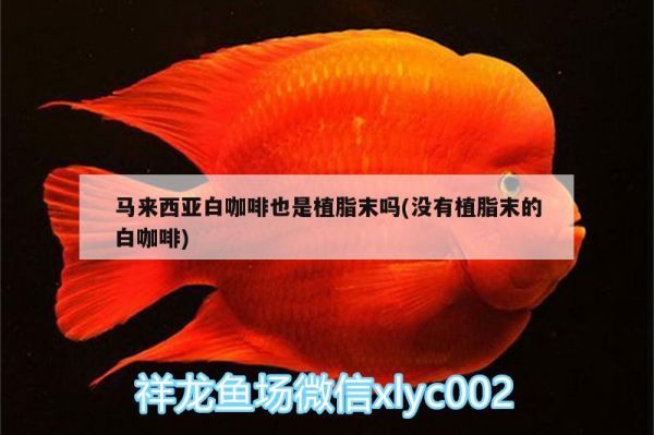 馬來(lái)西亞白咖啡也是植脂末嗎(沒(méi)有植脂末的白咖啡)