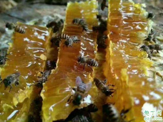 土蜂蜜是什么蜜 真正的土蜂蜜怎么鑒別4