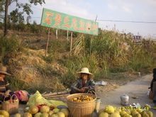 象州縣石貴生態(tài)旅游村水果喜豐收