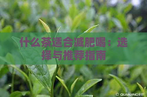 什么茶適合減肥喝：選擇與推薦指南