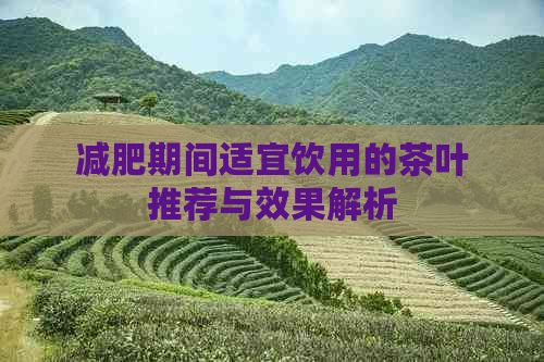 減肥期間適宜飲用的茶葉推薦與效果解析