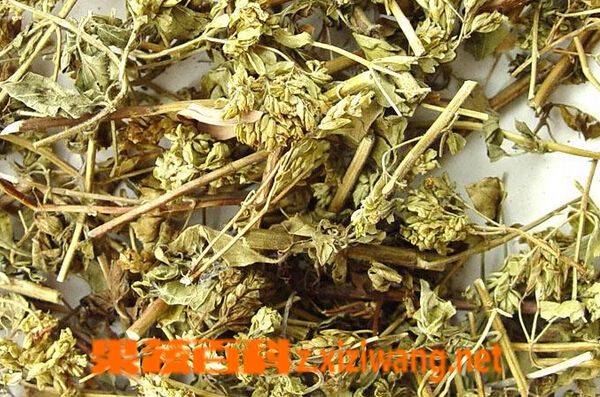 果蔬百科茵陳泡水喝的功效與禁忌