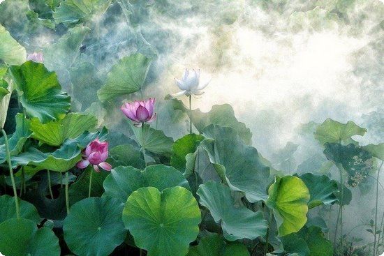 網(wǎng)友分享：花茶減肥方法講究搭配