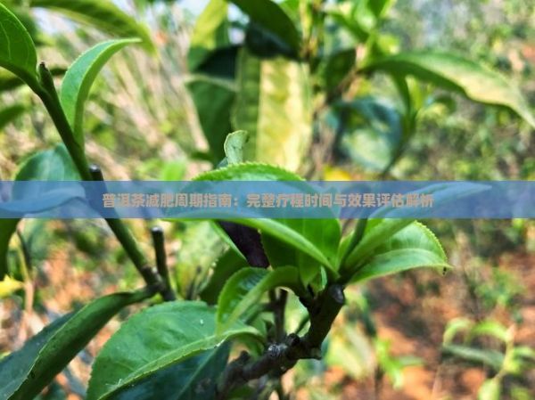普洱茶減肥周期指南：完整療程時間與效果評估解析