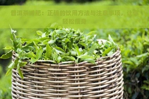 普洱茶减肥：正确的饮用方法与注意事项，让你轻松瘦身
