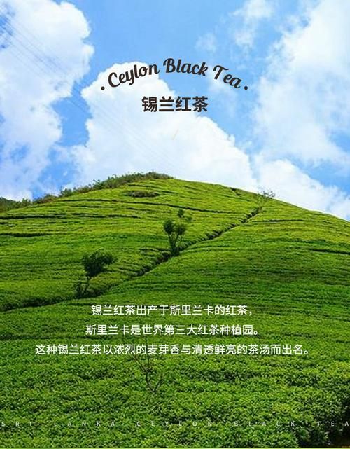 錫蘭紅茶最適合采摘季節(jié)介紹