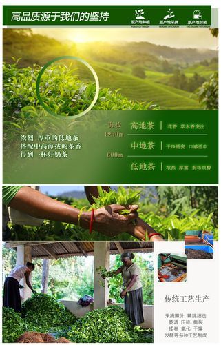 錫蘭紅茶最適合采摘季節(jié)介紹