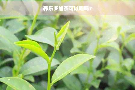 養(yǎng)樂多加茶可以喝嗎？