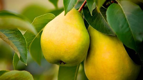 經(jīng)常吃水果對(duì)身體有好處？帶你揭秘這7種常見水果的營(yíng)養(yǎng)功效！