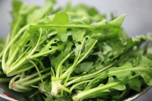 薺菜的營養(yǎng)價值