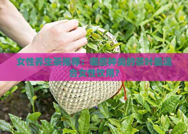 女性养生茶推荐：哪些种类的茶叶最适合女性饮用？