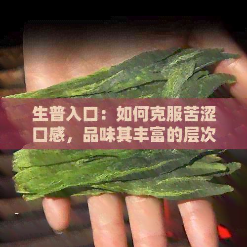 生普入口：如何克服苦澀口感，品味其豐富的層次感與香氣
