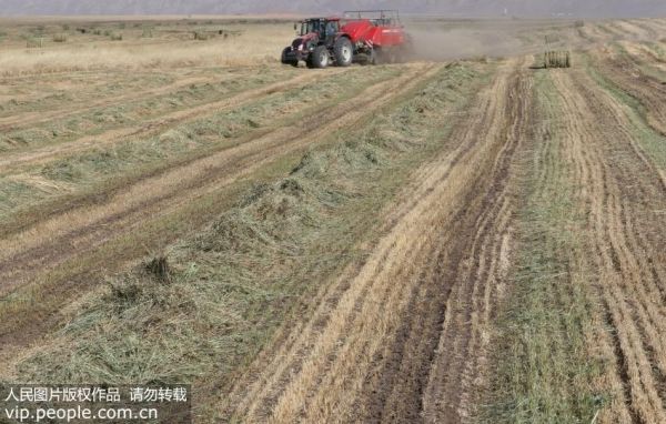 燕麦片怎么吃？原味燕麦片混合原味坚果冲泡最佳
