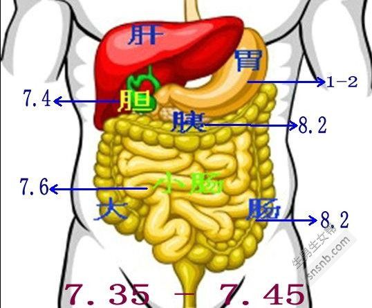 你的身體是酸性還是堿性？
