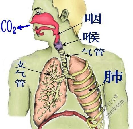 你的身體是酸性還是堿性？