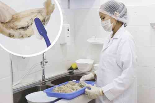 深入了解天然燕窝：成分、功效、挑选与食用全解析