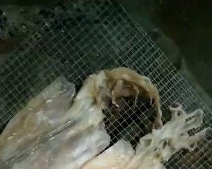 碳烤鱿鱼干(家庭做法)的做法步骤 第3步