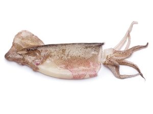 魷魚