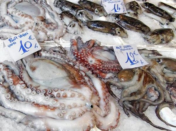 魷魚是高熱量的食物嗎?減肥可不可以吃?你都知道嗎~