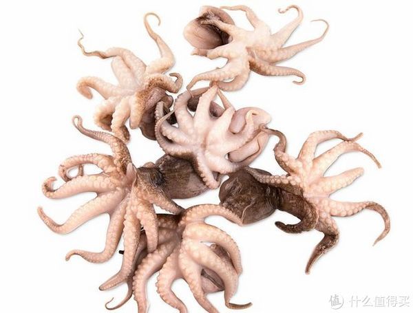 魷魚和章魚的區(qū)別，你喜歡吃哪一種？