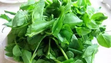 探秘萬(wàn)年青菜的營(yíng)養(yǎng)與烹飪方法（萬(wàn)能又健康的蔬菜）