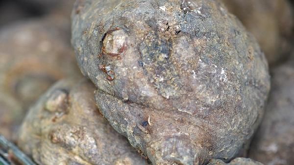 魔芋怎么做好吃 推薦美味吃法