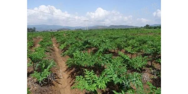 曲靖富源魔芋种植效益怎么样,魔芋种植